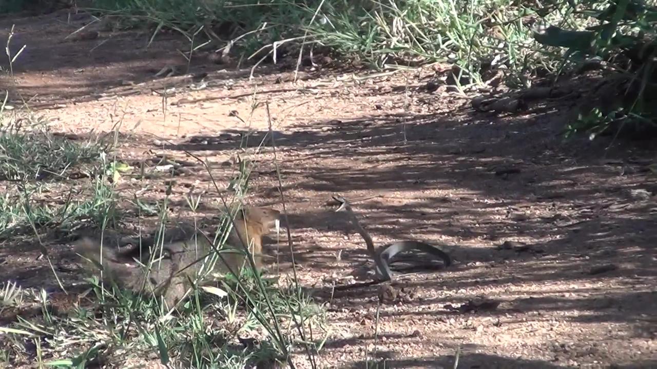 Slender mongoose kills black mamba - FULL VIDEO!