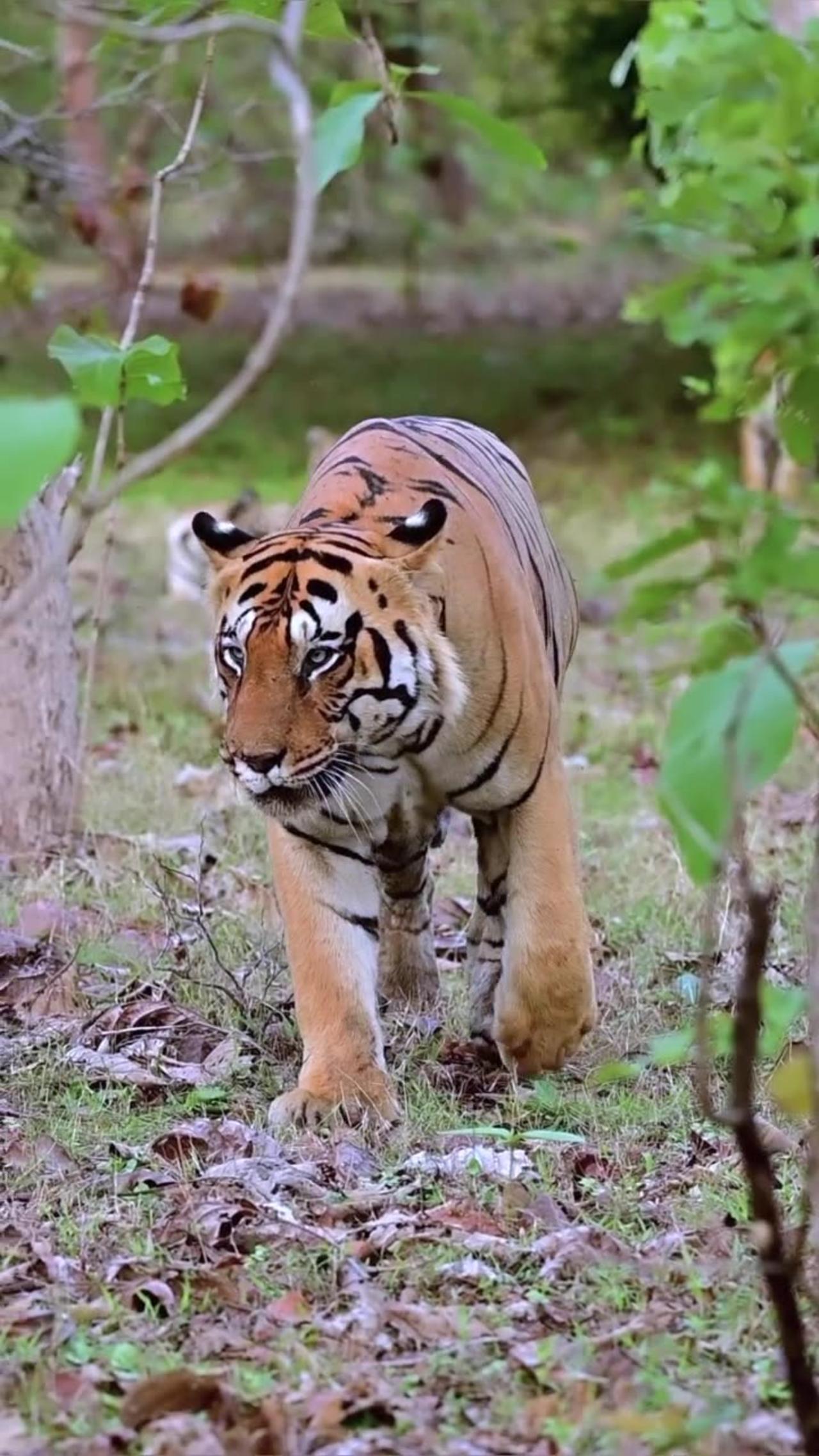 Tiger,