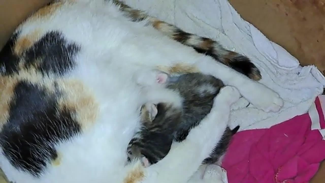A mother cat is nursing her newborn kittens. I caught a kitten drinking milk.