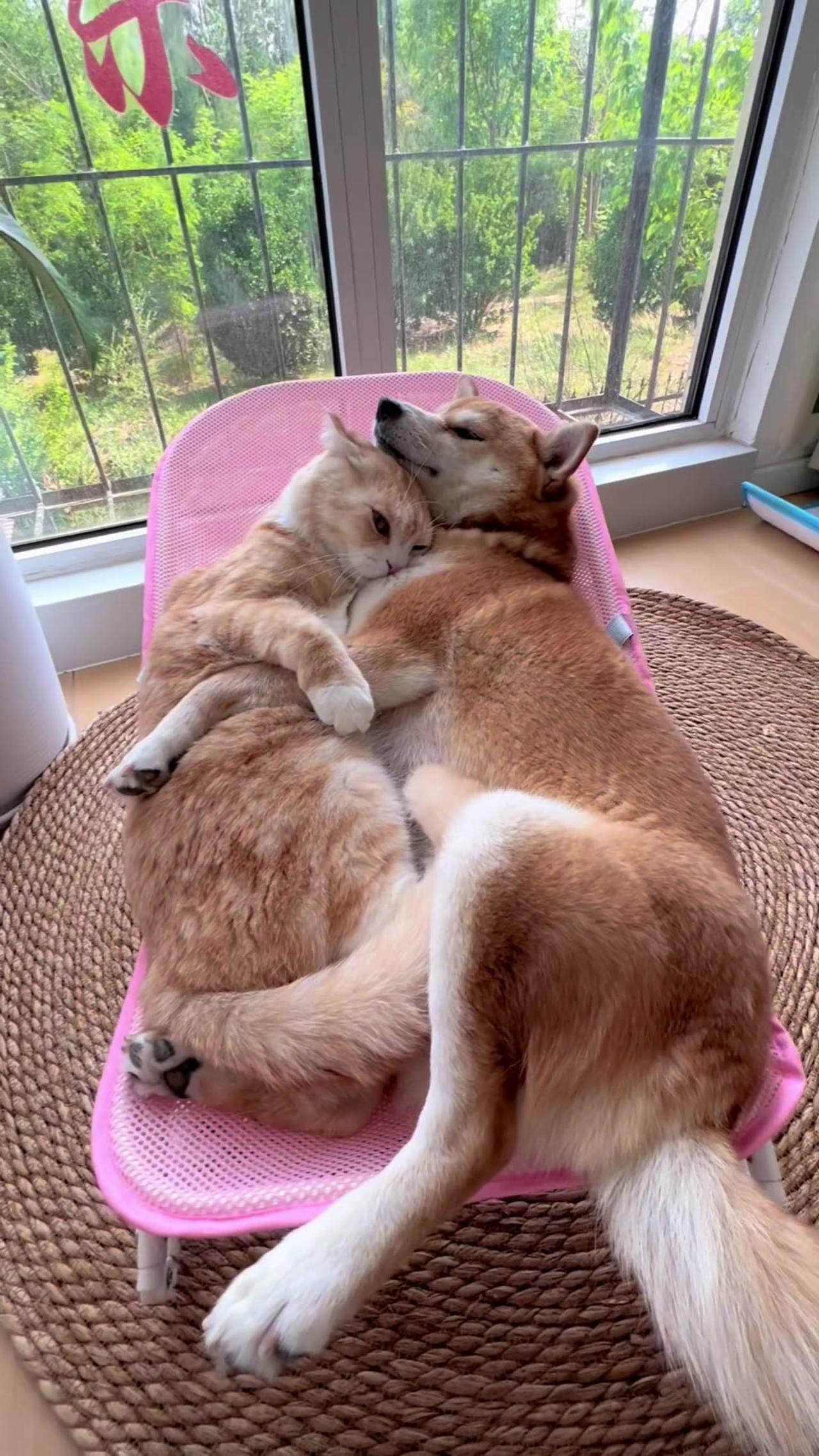 True Love Between Dog and Cat - So Sweet!