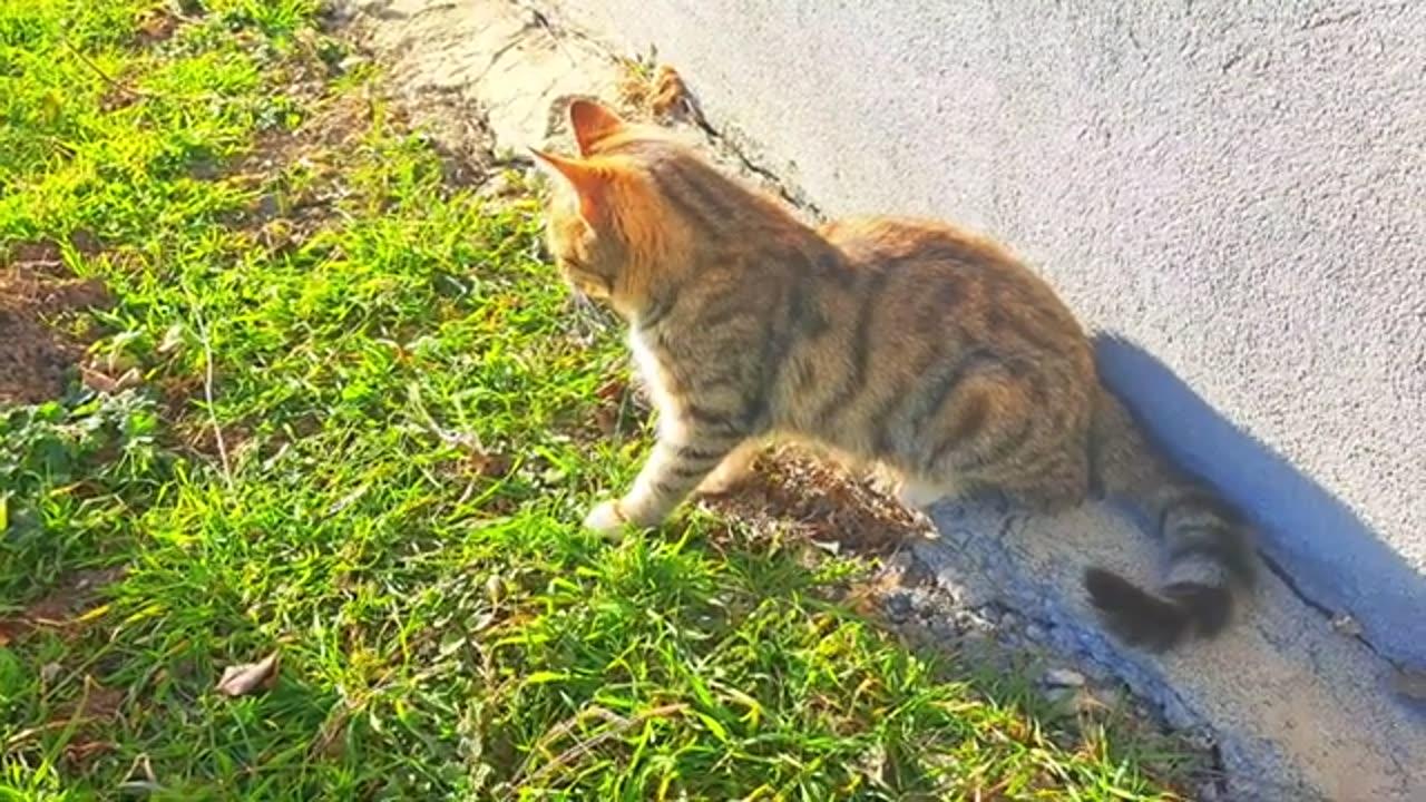 Cute Kitten and Cute Cat #streetcats #catvideos #kitten
