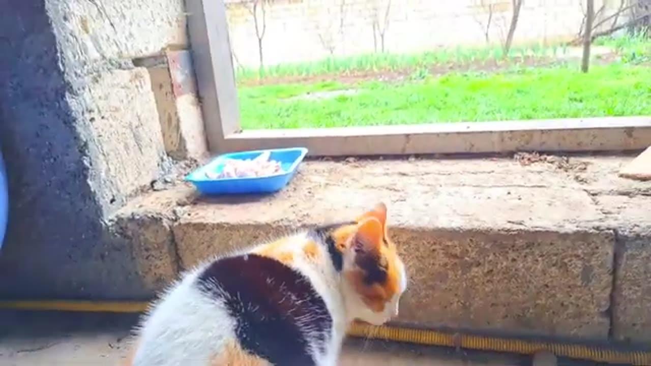 Cute pregnant cat eating food #catvideos #meowing