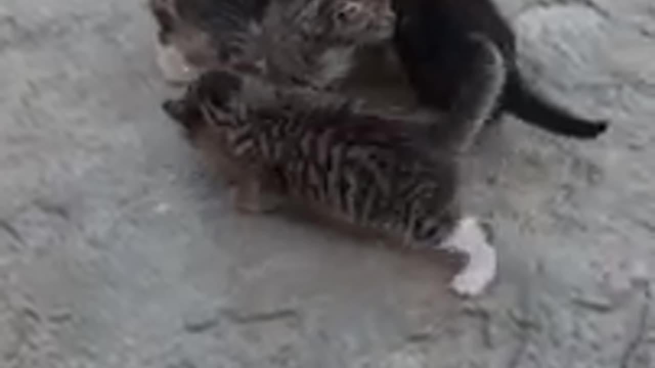 Friendly Dog ​​petting baby Kittens. Beautiful video like a fairy tale #babykitten #kittens