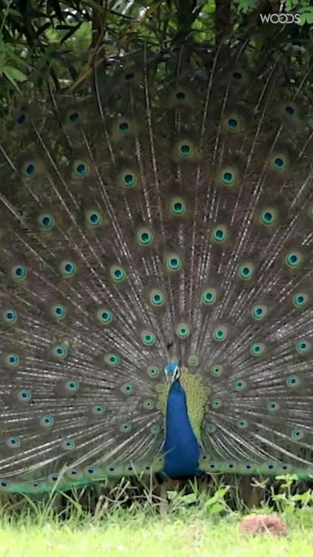 peacock.