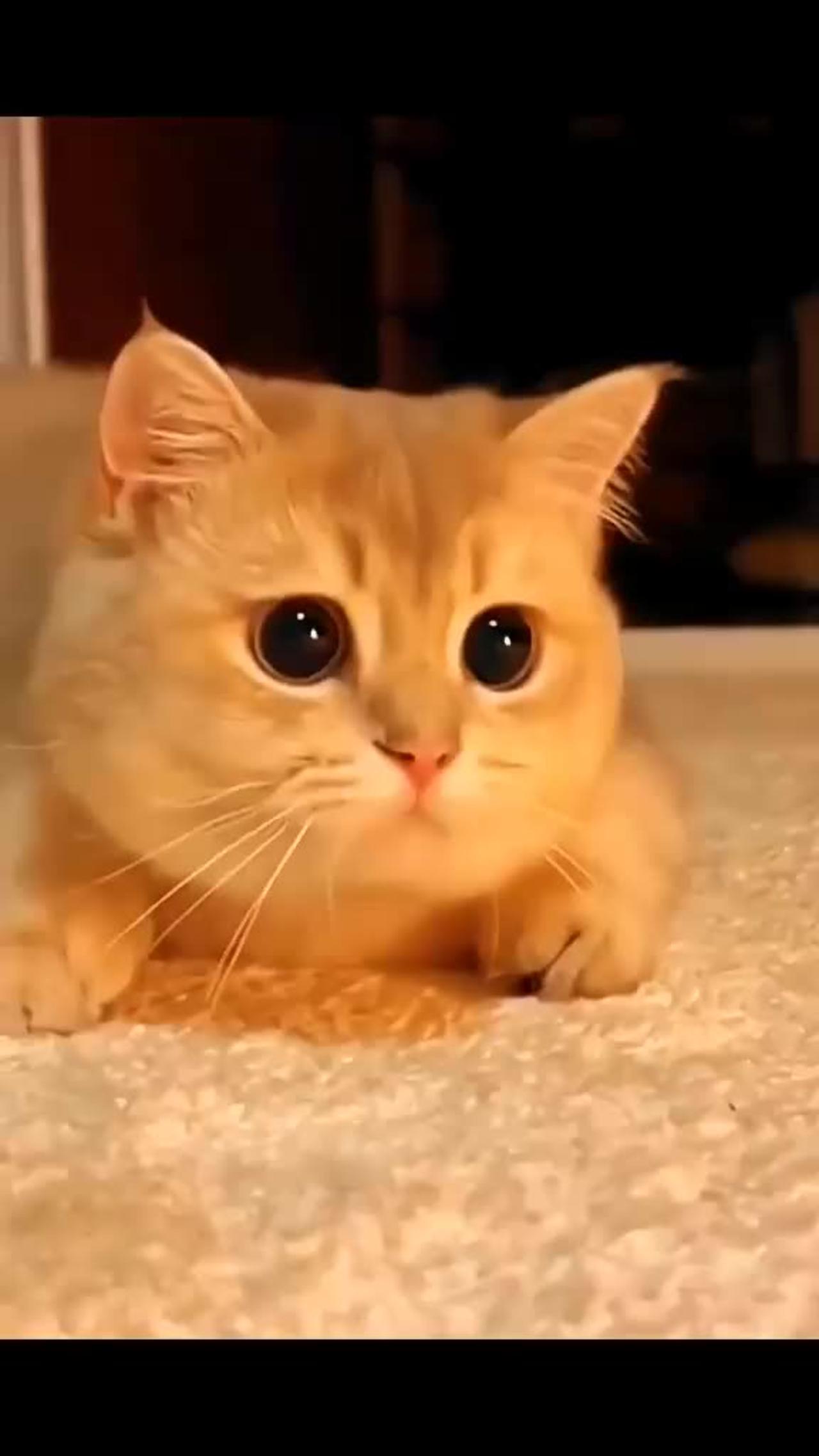 Hilarious Pet Videos that Brightened My Day!