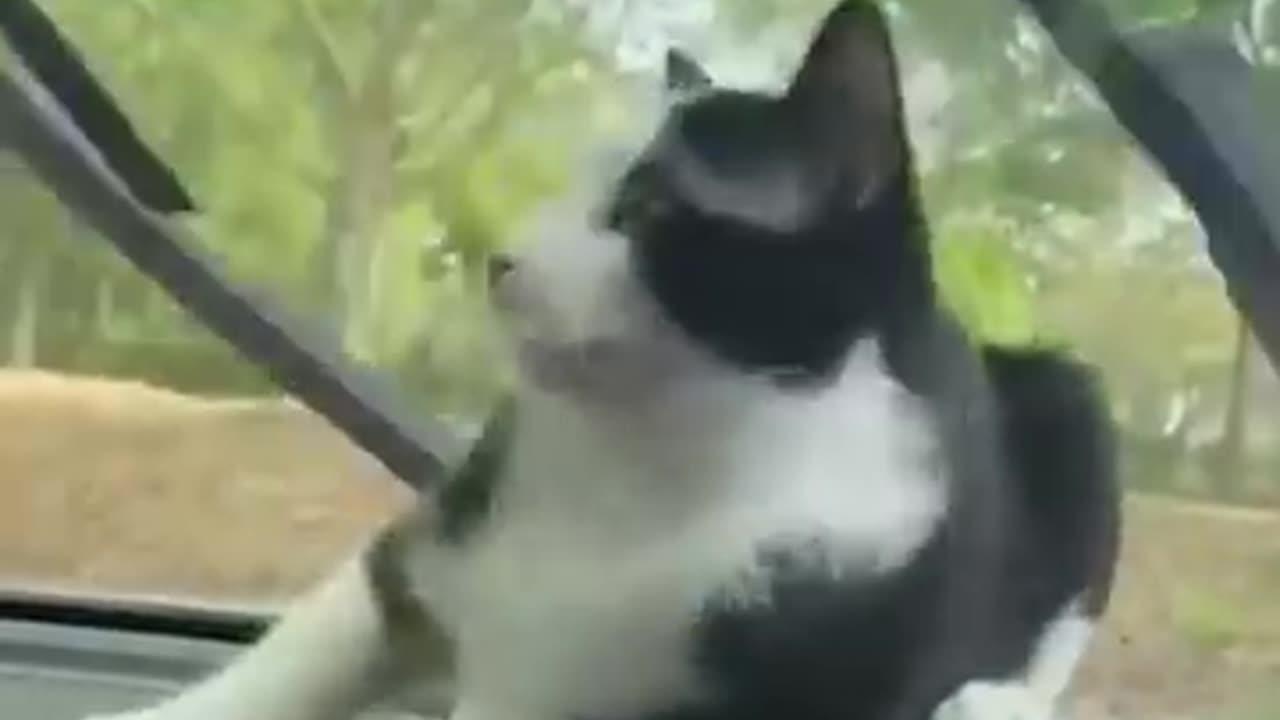 Funniest cats and Dogs videos