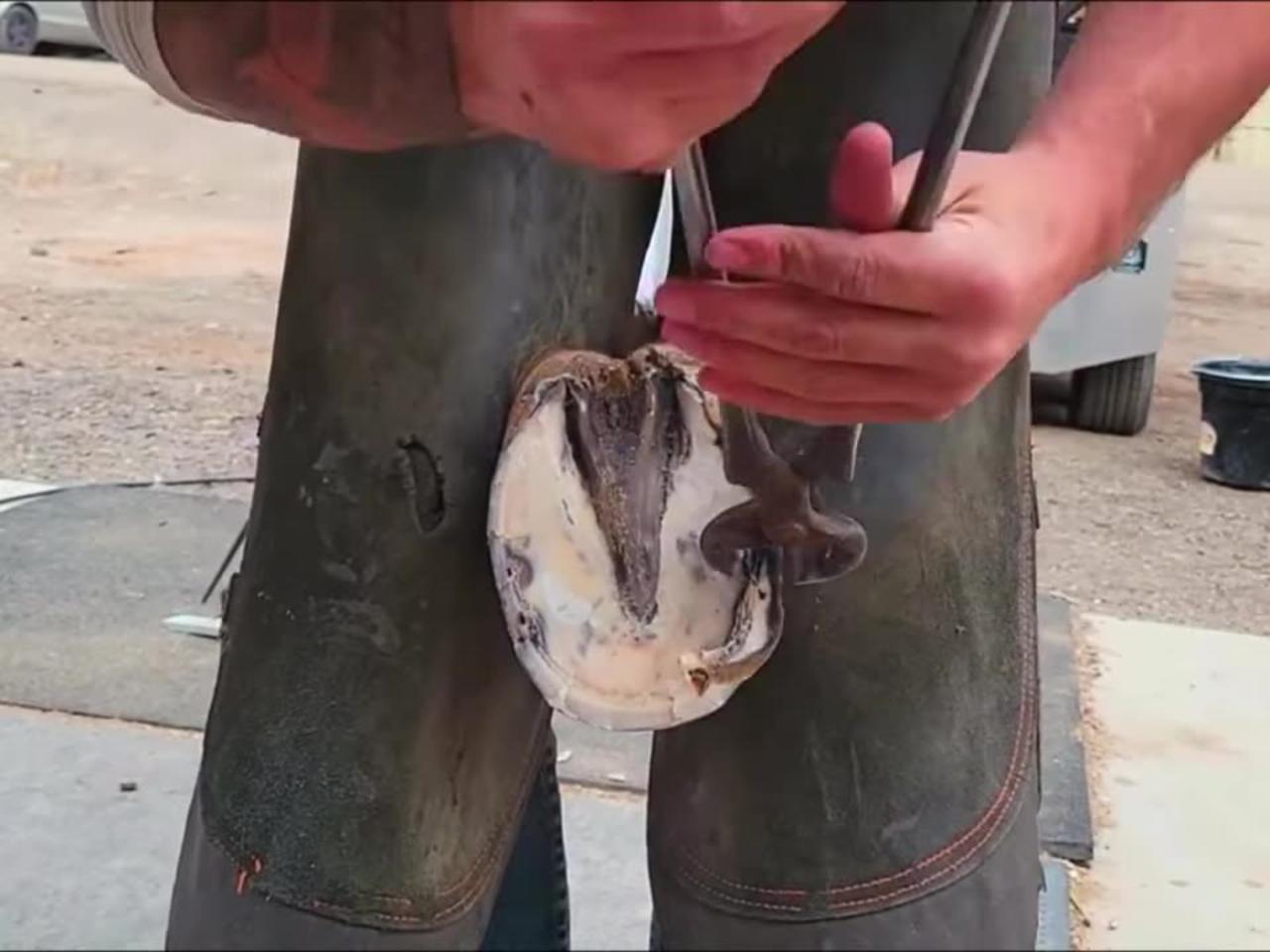 Hoof Restoration Hourse Foot Repair Hoof Care