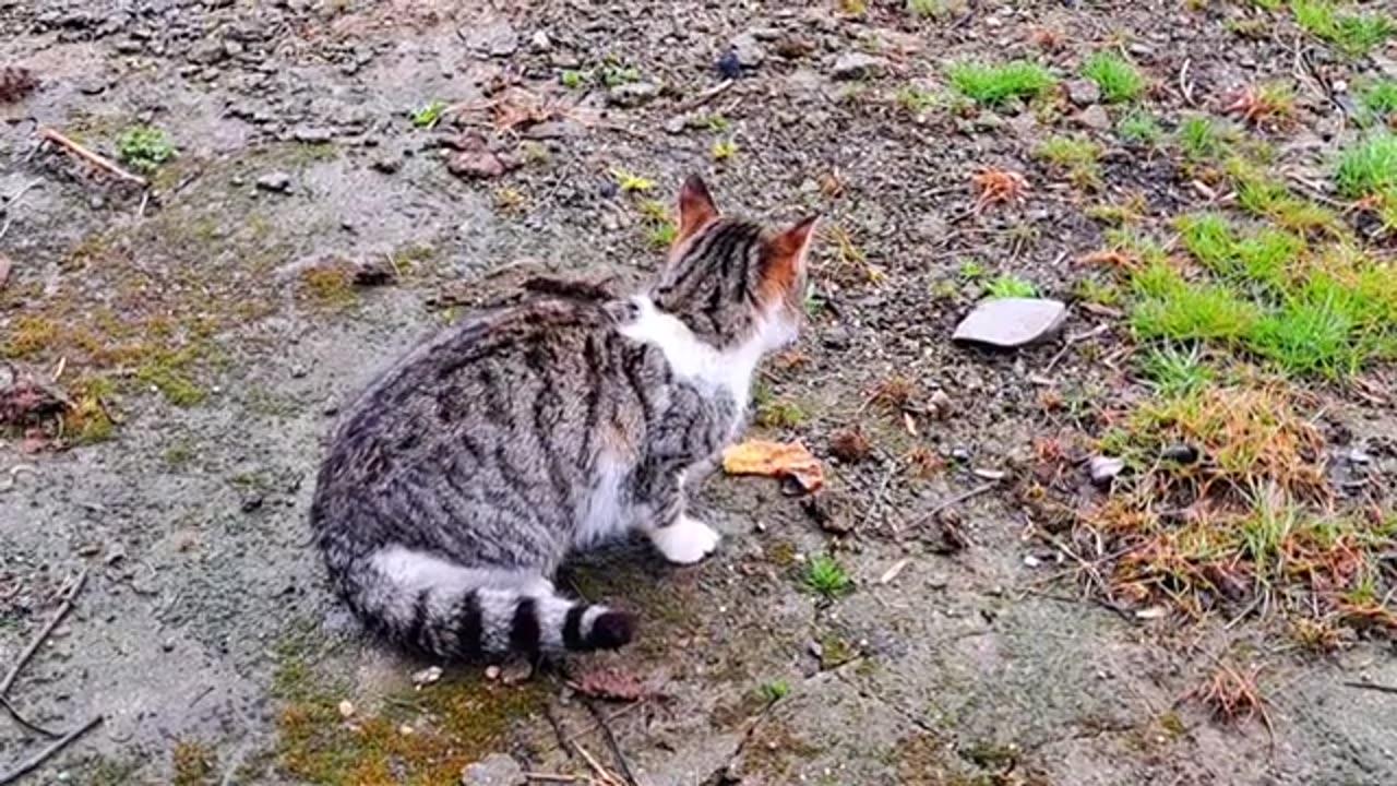 A male stray cat eats food #streetcats #hungrycats #catvideos