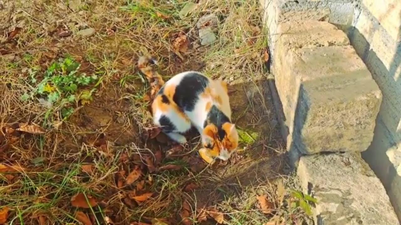 Cute and friendly cat and kitten ❤️🤗