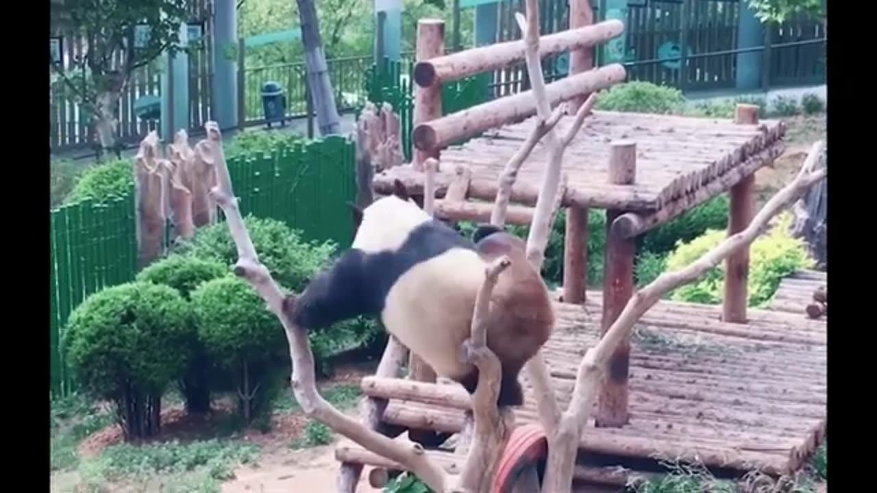 Funny Pandas