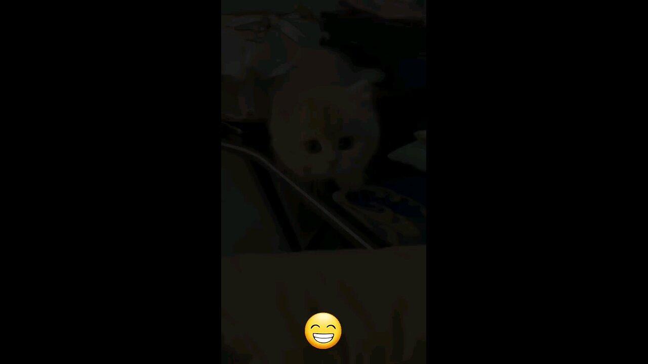 Funny cat videos |