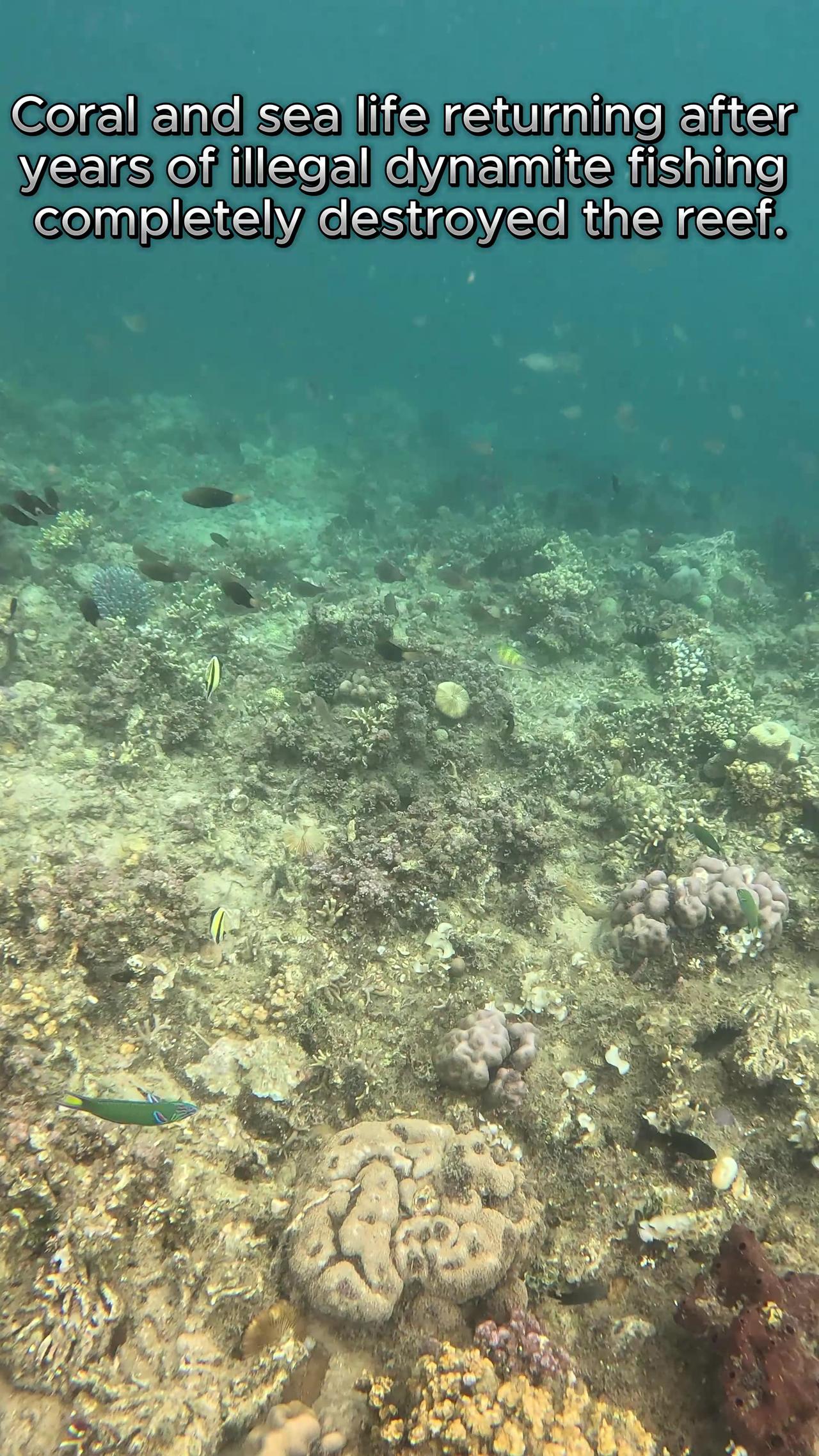 Snorkeling Adventures Philippines. Witnessing the Rebirth of a Coral Wonderland