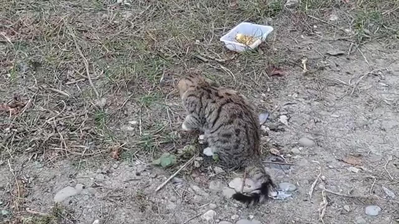 Cute kitten playing in the yard (Interesting video)