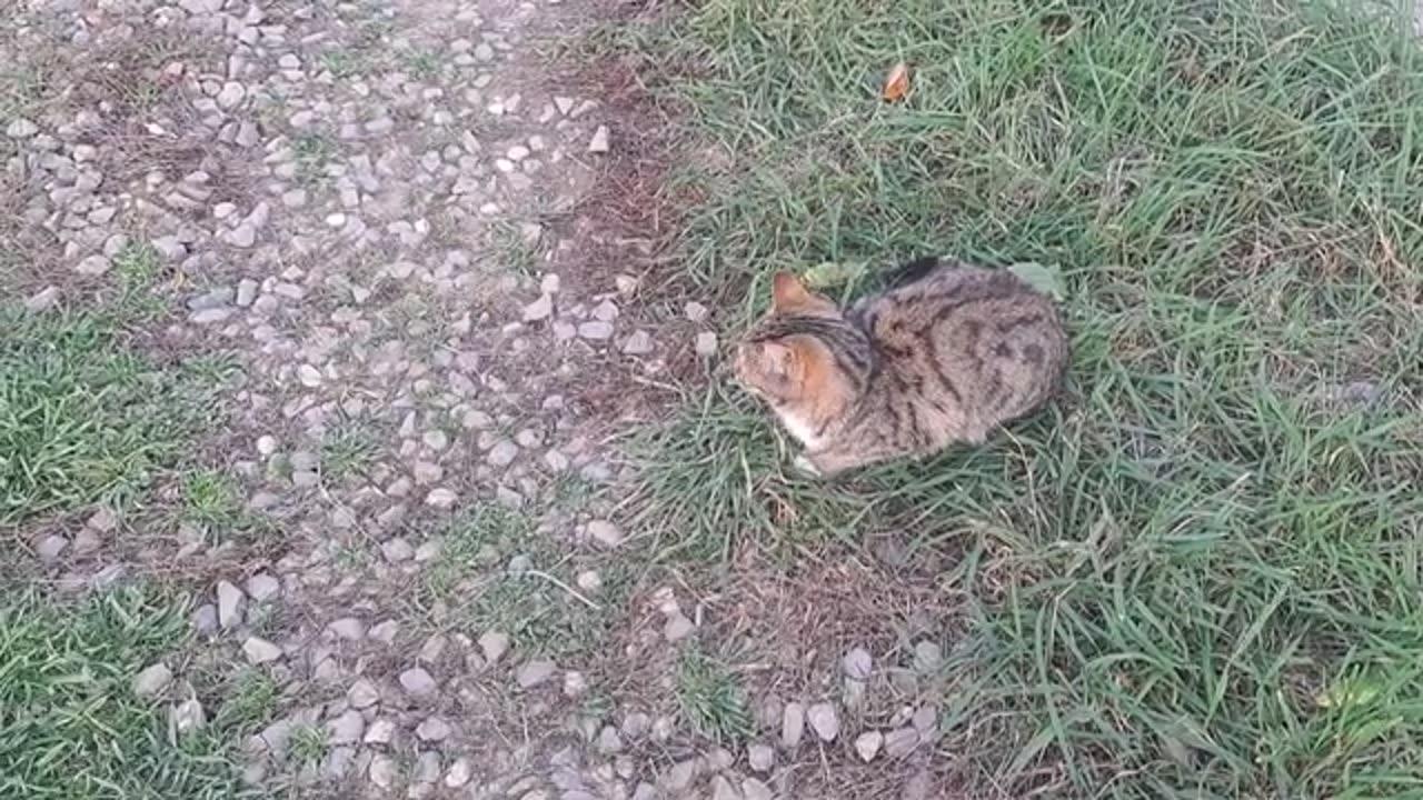 Cute kitten walking in the yard (This kitten is beautiful)