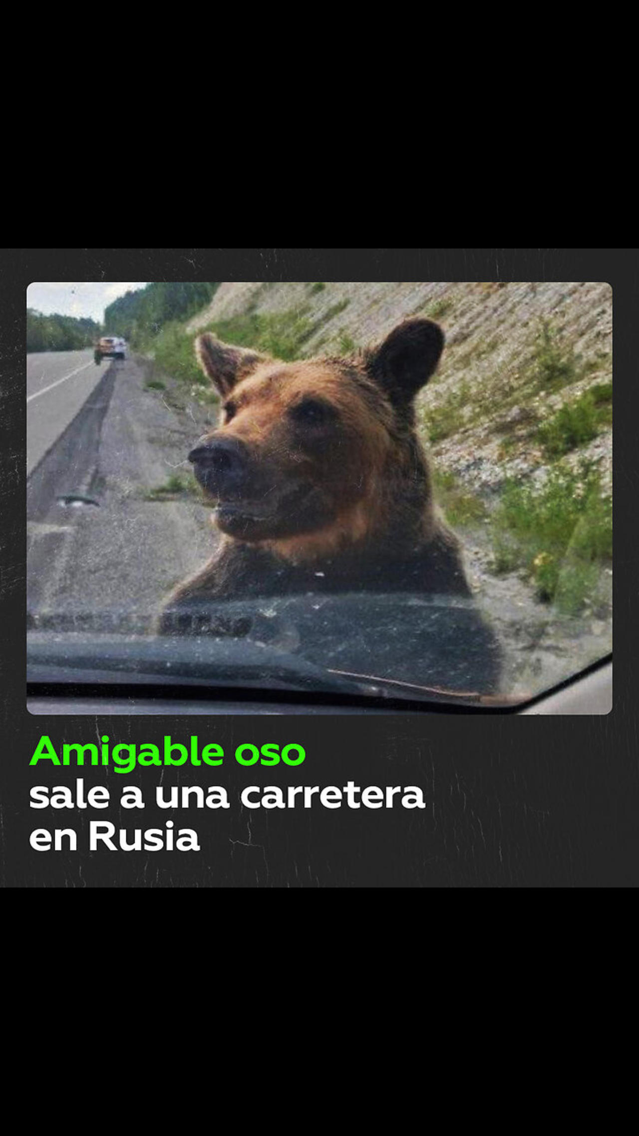 Un oso sale a una carretera y ‘hace amigos‘ con automovilistas