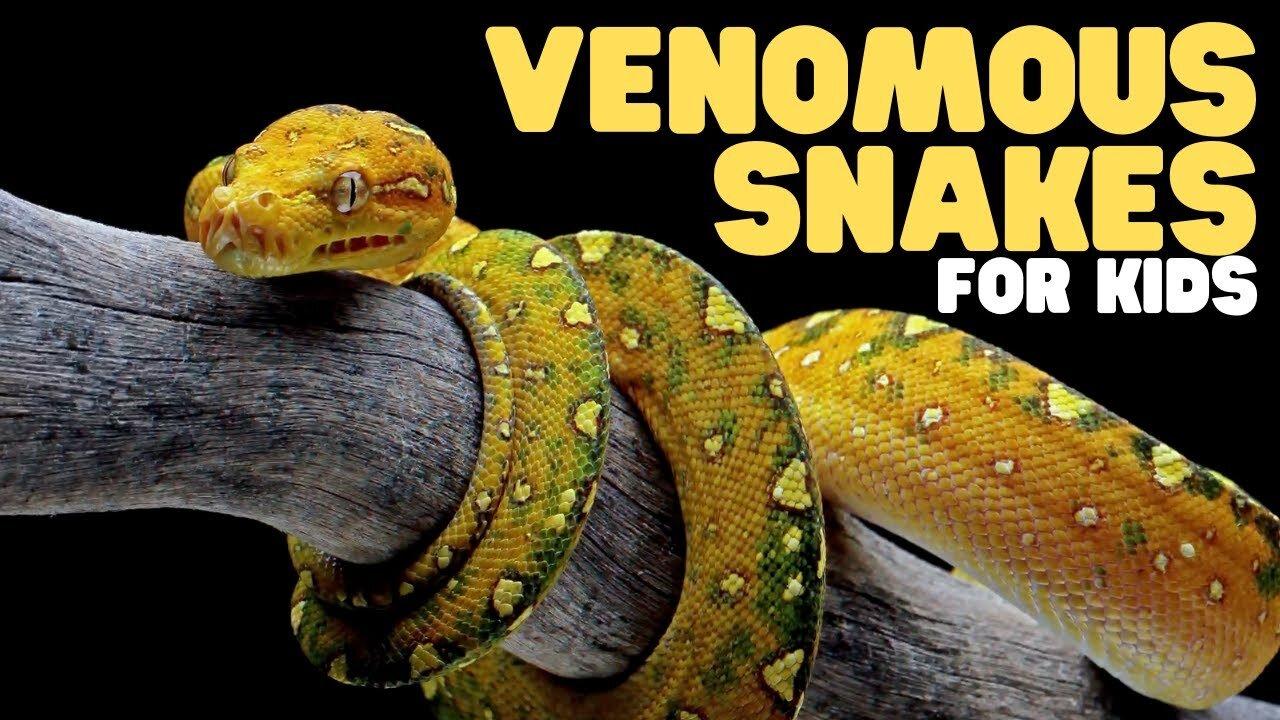 Venomous Snakes for Kids | Learn fun facts about venomous snake species