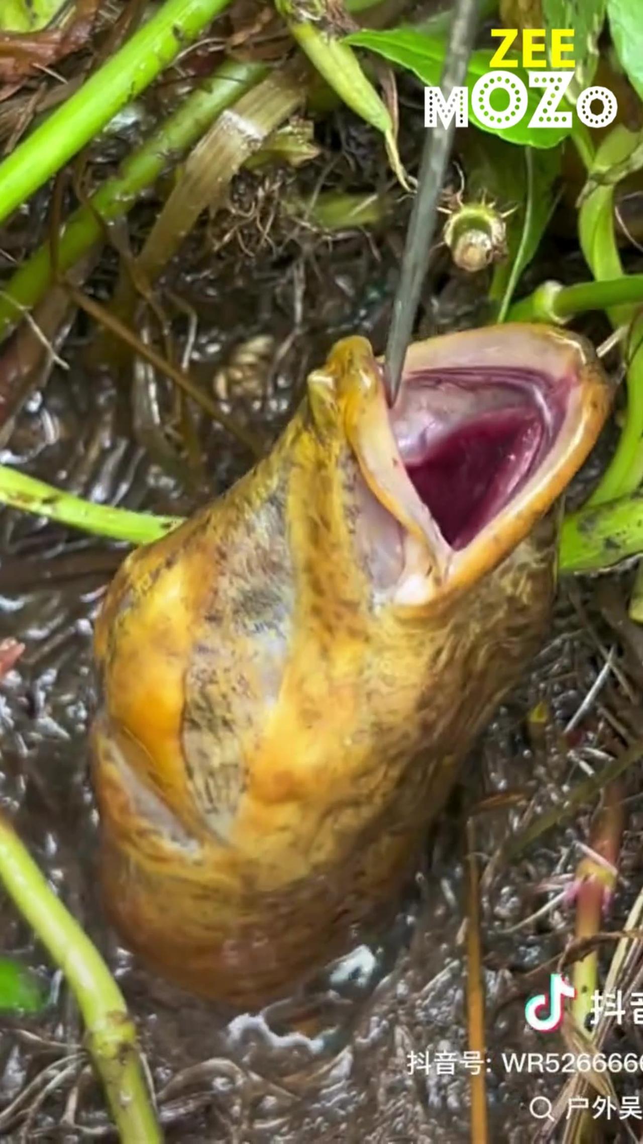 Outdoor trick to catch eels with empty hooks