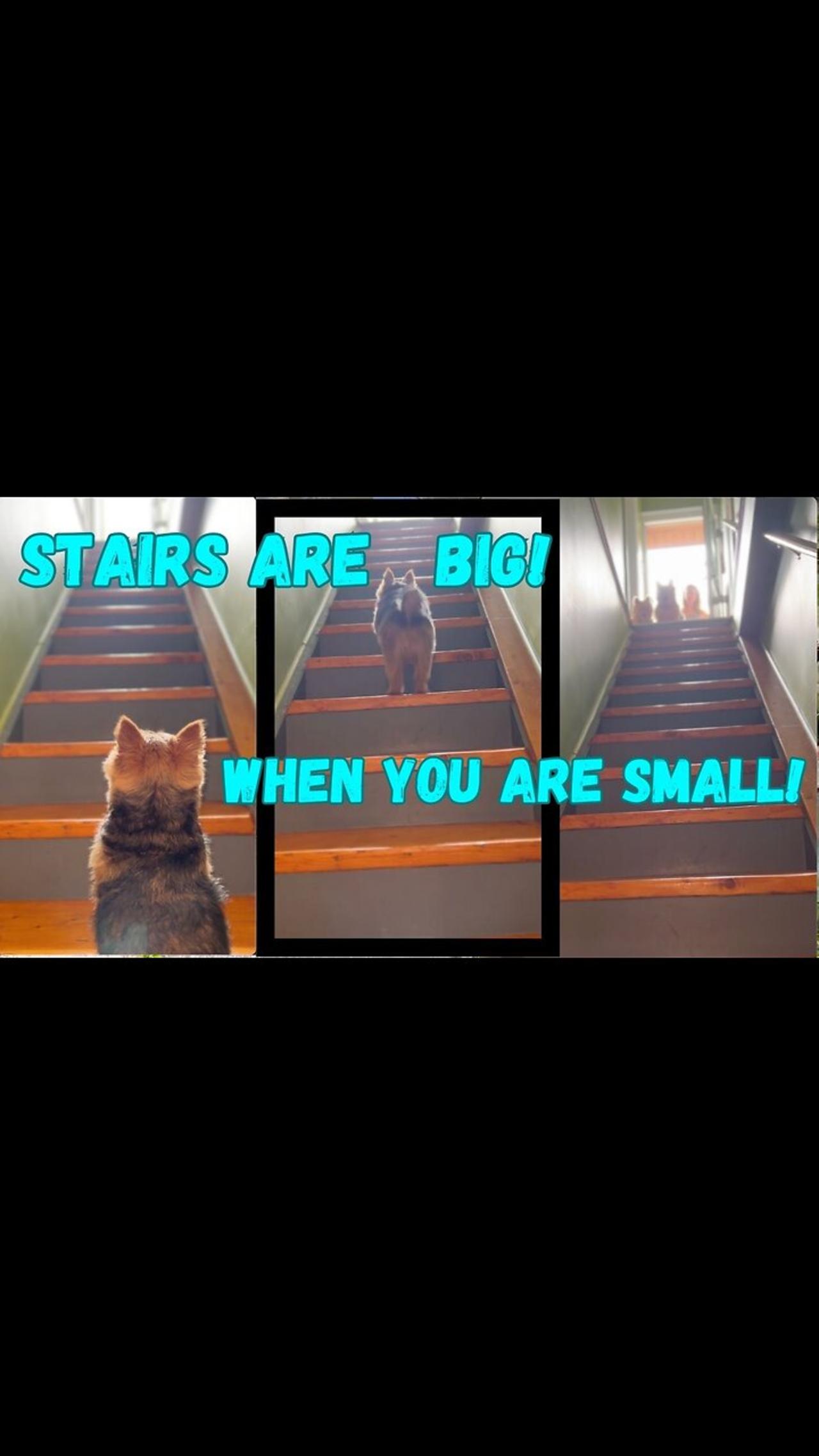 Stairs are BIG when you are a SMALL doggie!