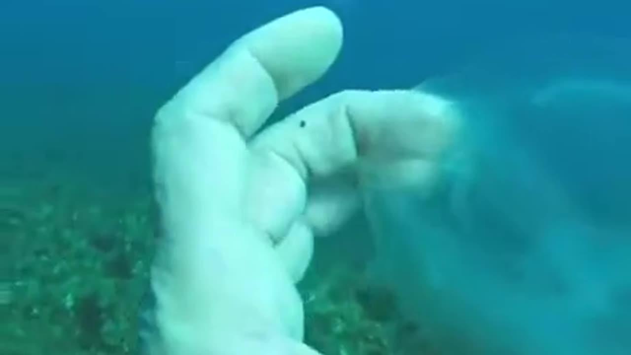 Ghost Fish~Off The Coast Of Malta A Diver Discovered “Ghost Fish” A Transparent Living Creature & He Said He’s Never S