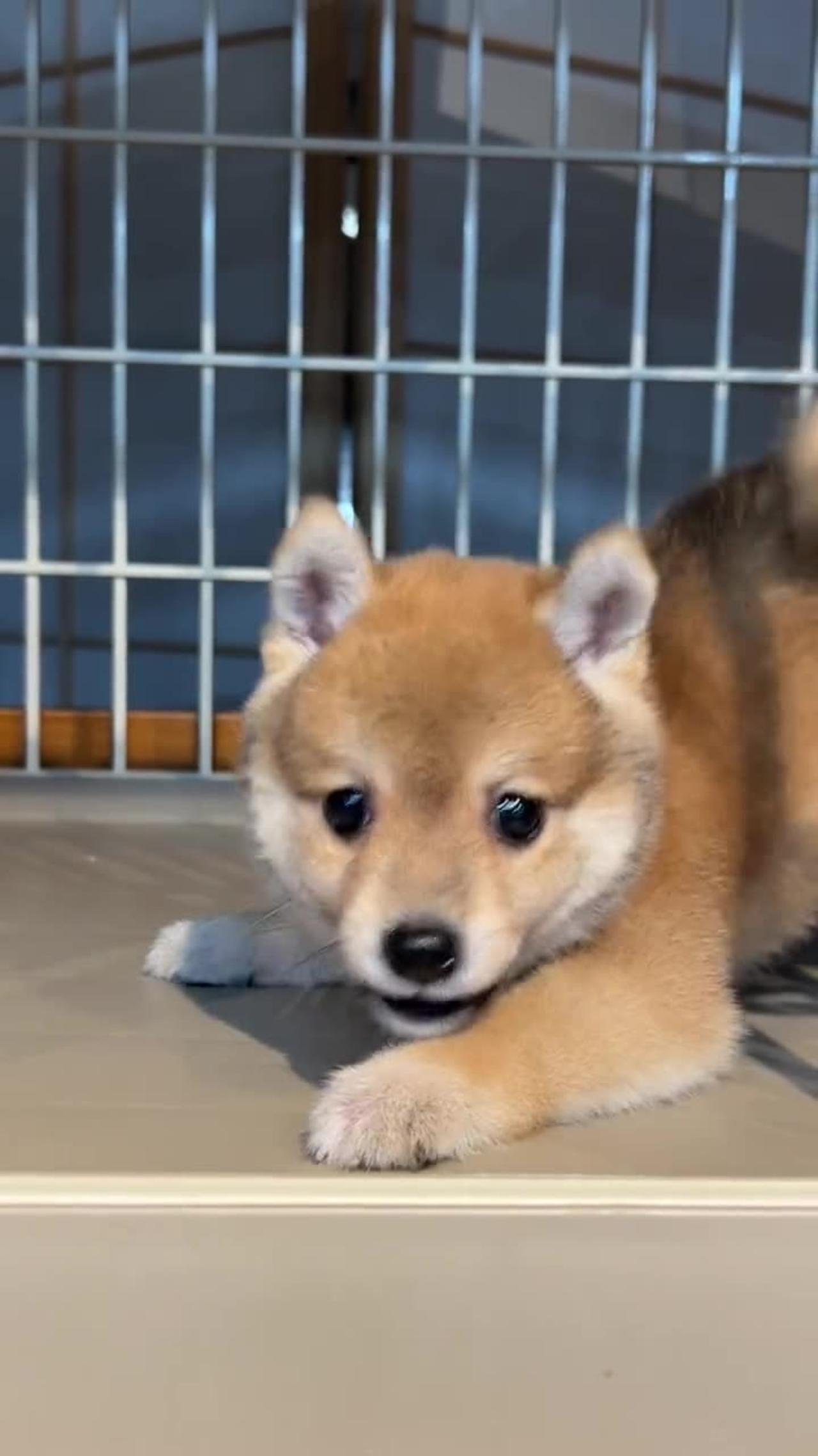 I:? #ShibaInuBaby#LittleMilkDog#Douchi#Shiba Inu