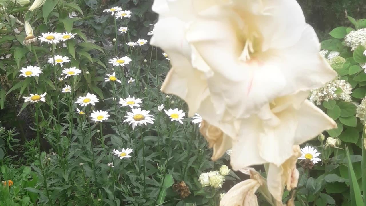 Gladiolus and daisies