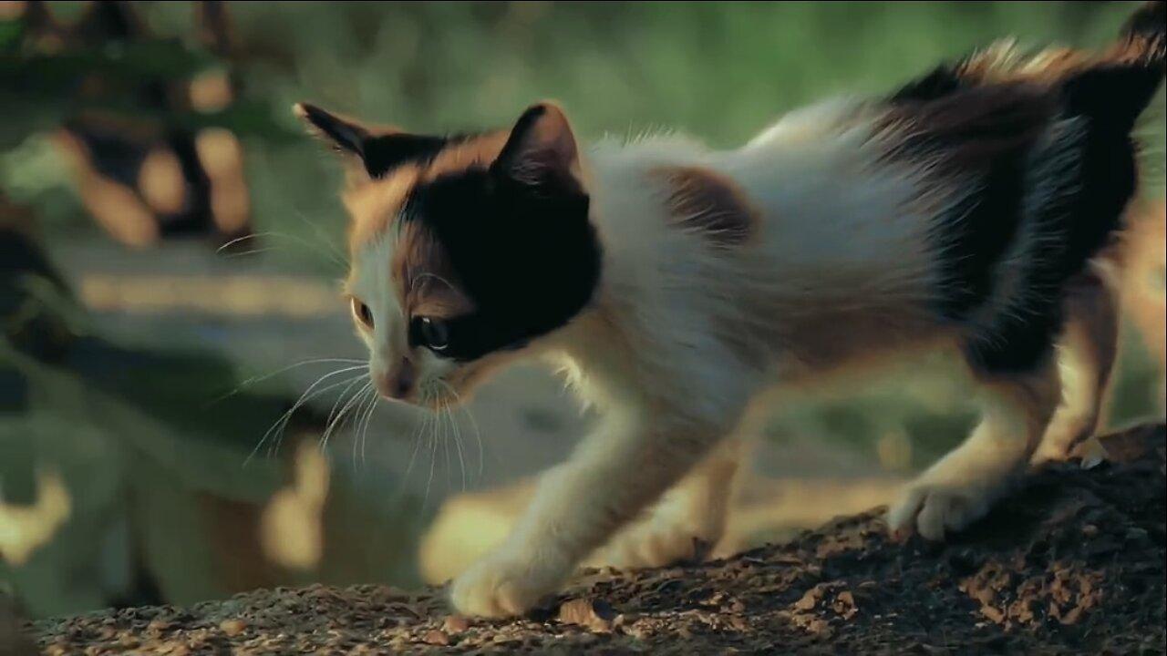 Beautiful cat 🐈 trending video