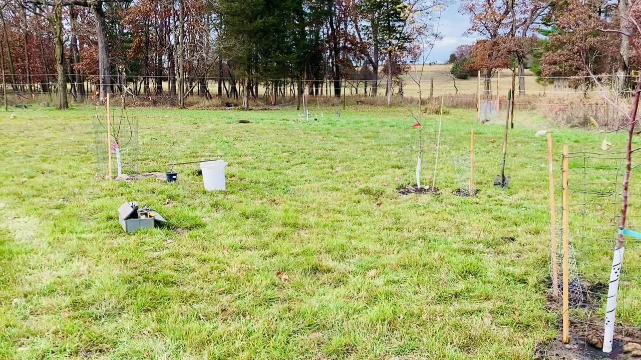 Planting fruit tree/berry bush guilds!