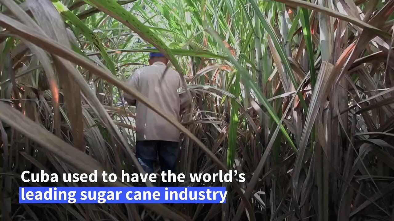 Cuba's sugar industry struggles through blackouts and hardship