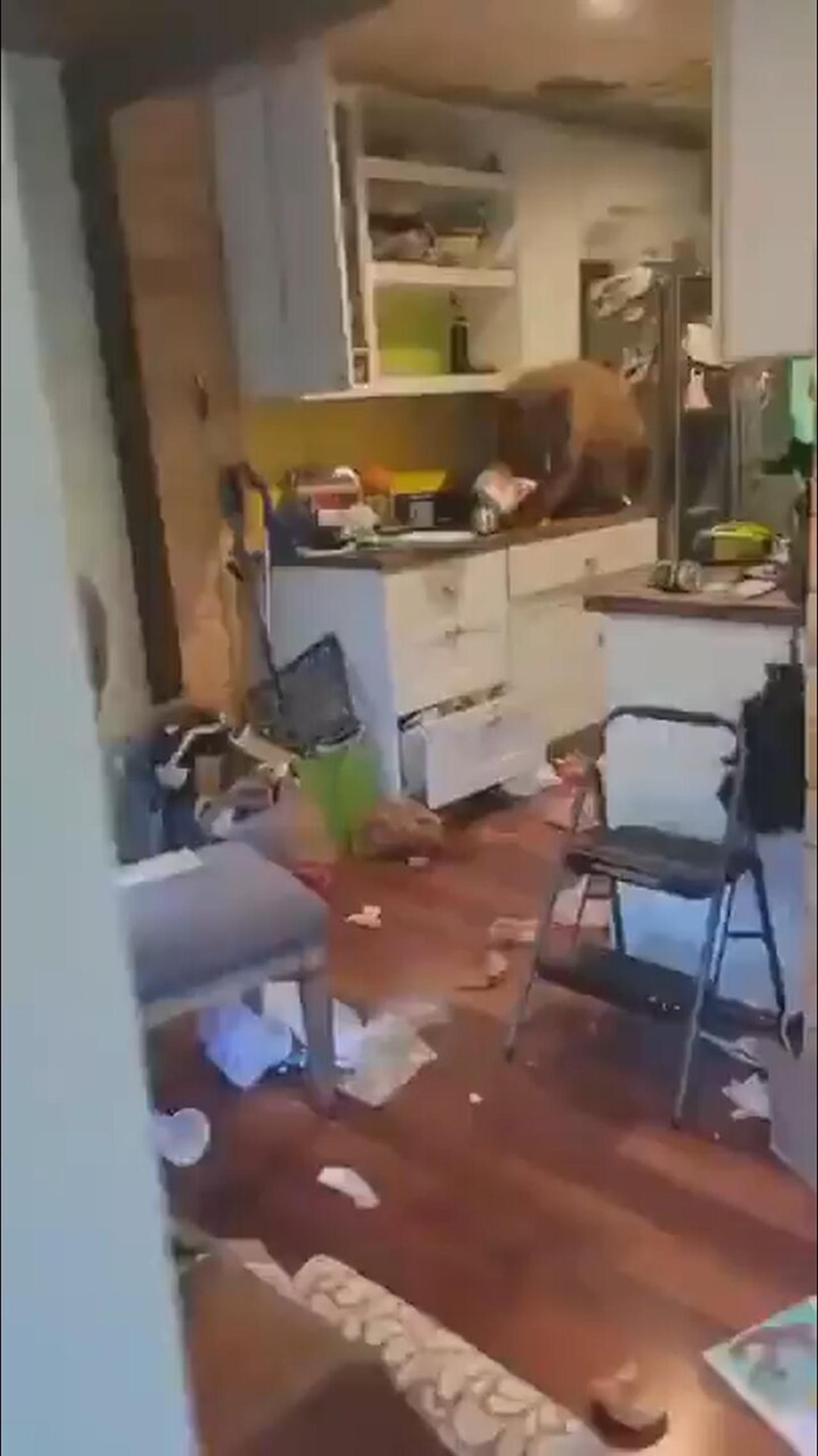 Man arrives home to find a bear 🐻 eating his bucket of KFC.