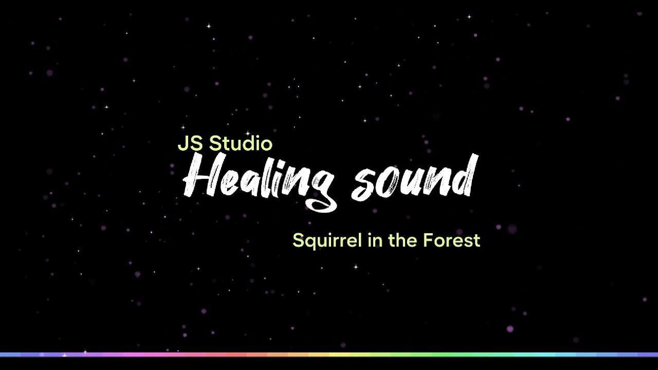 Squirrel in the Forestㅣ#healingmusic