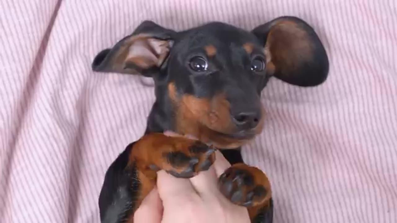 Little Rogue! Cute & Funny Dachshund Dog Video!