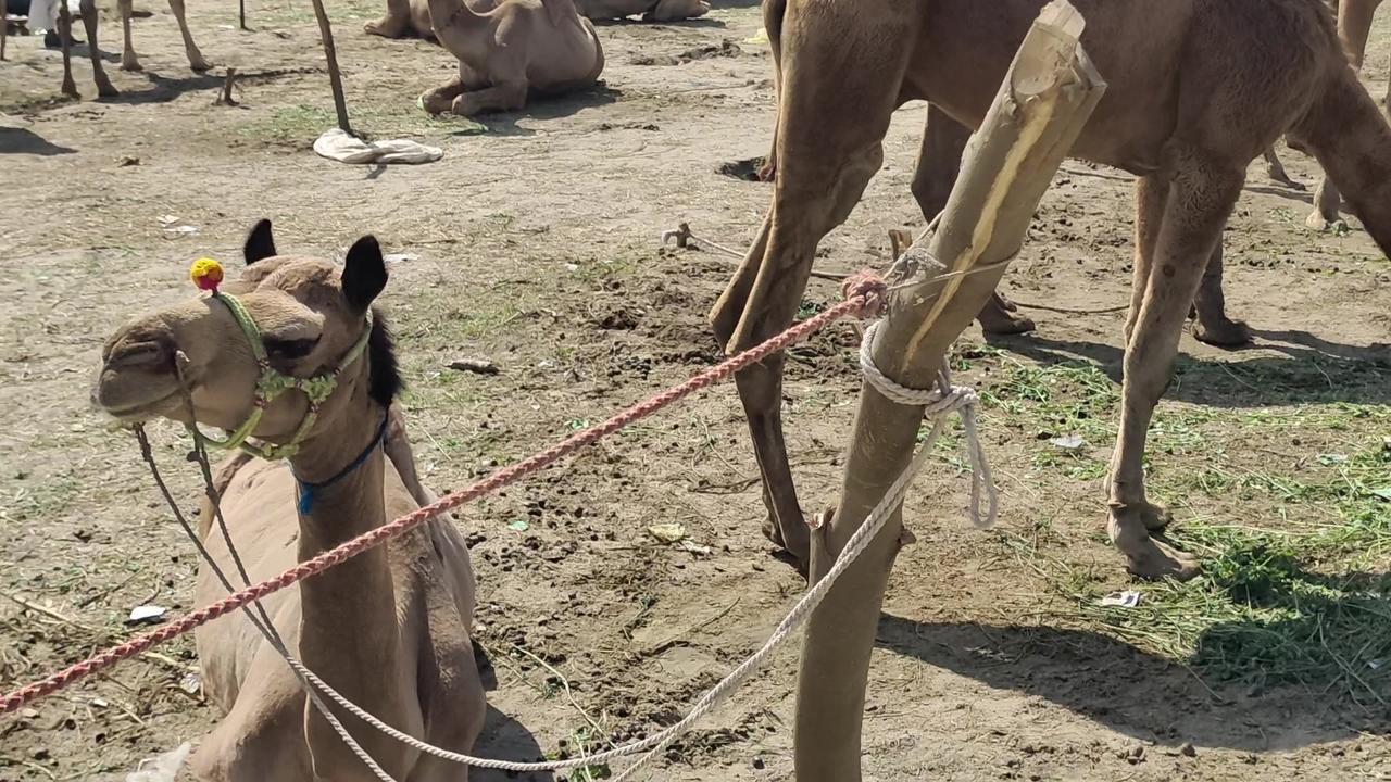 Camel 🐪 farms in asia