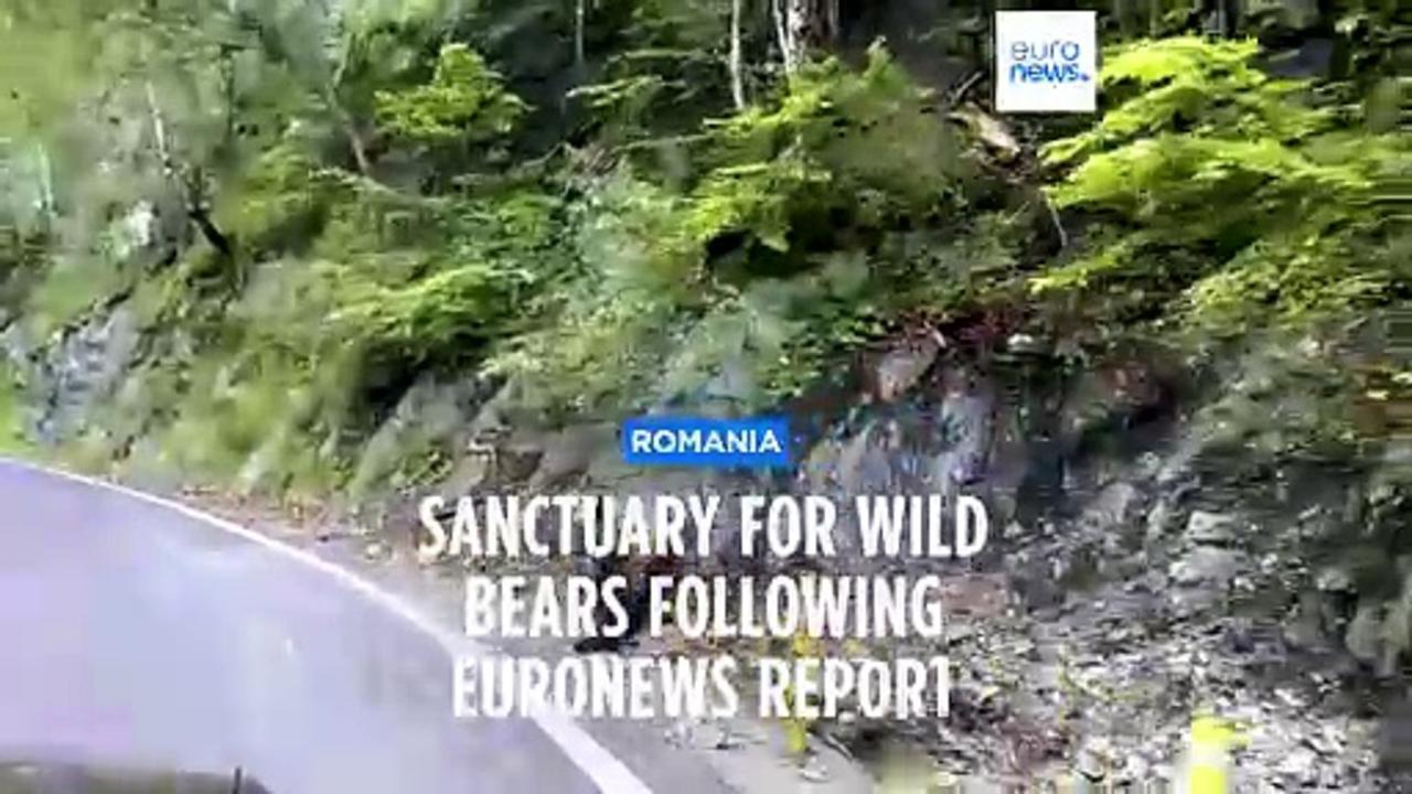 Wild bears in Romania get a new home as sightings surge