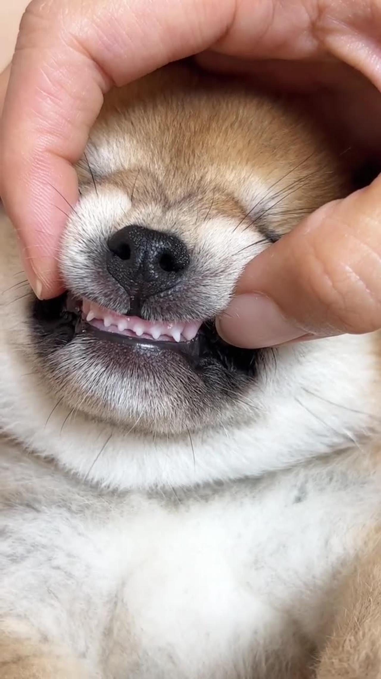 Manual dubbing: Hehehe~ #ShibaInuBaby#小奶狗#豆Chai#A puppy that looks very good at first glance#Shiba Inu