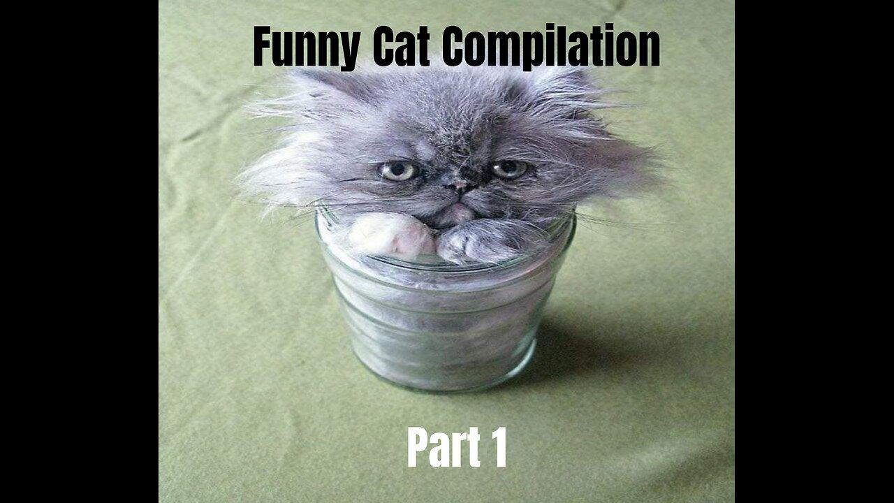 Funny cat compilation Part 1 short