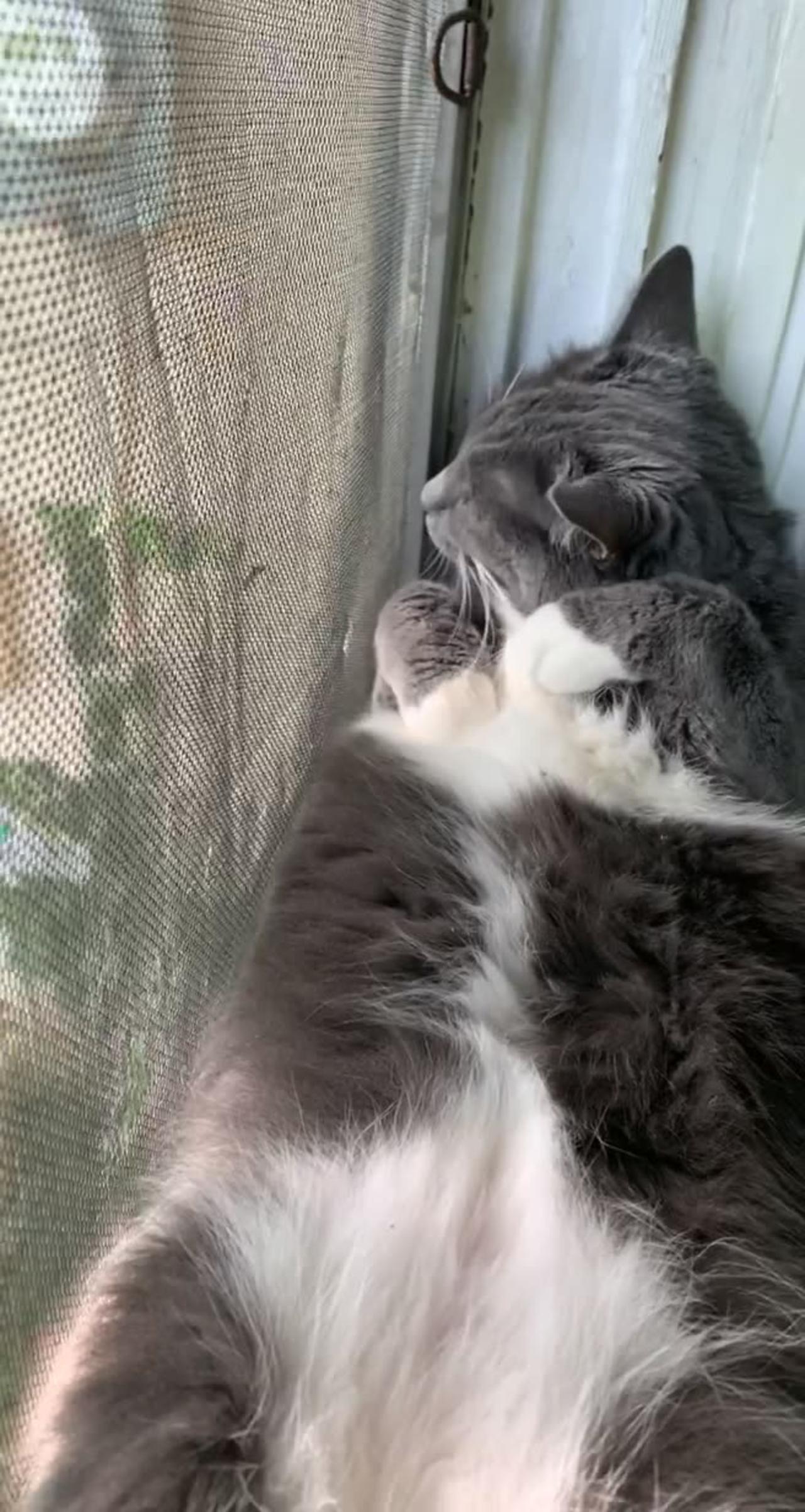 Cat Relaxes In Window Sill