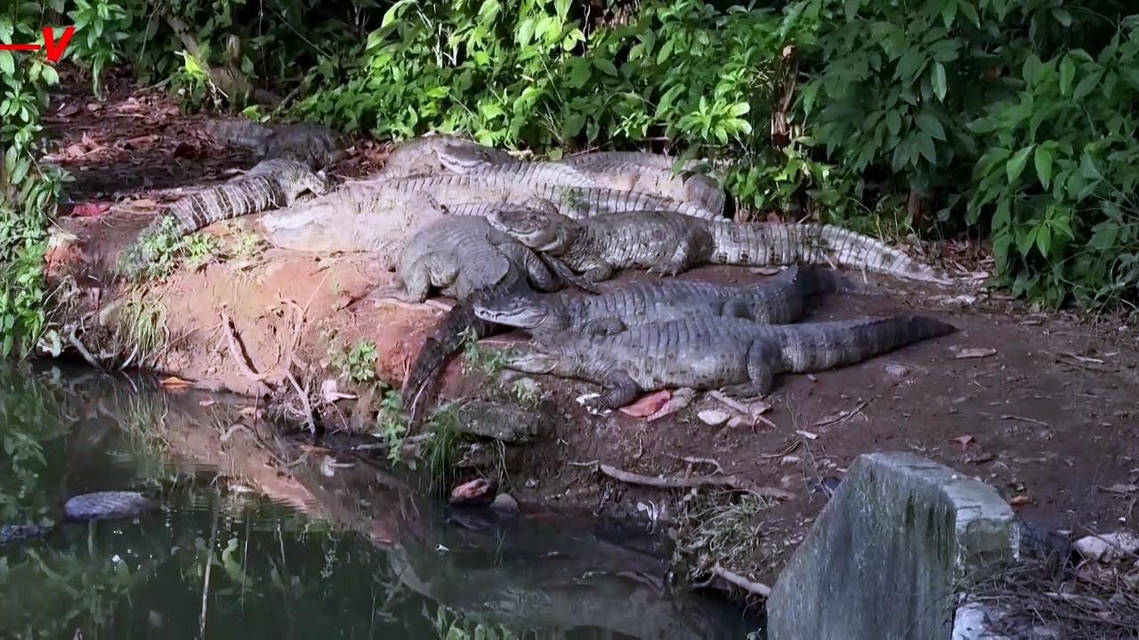 Rio’s Broad-Snouted Caimans Are in Trouble