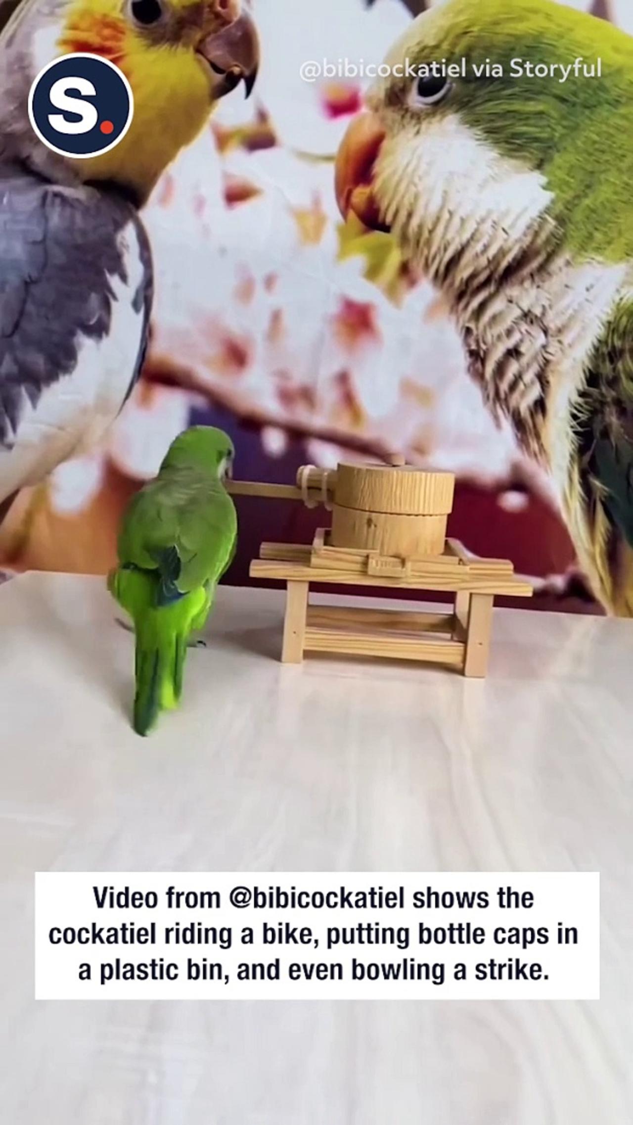 Clever Cockatiel Rides Tiny Bike and Goes Bowling