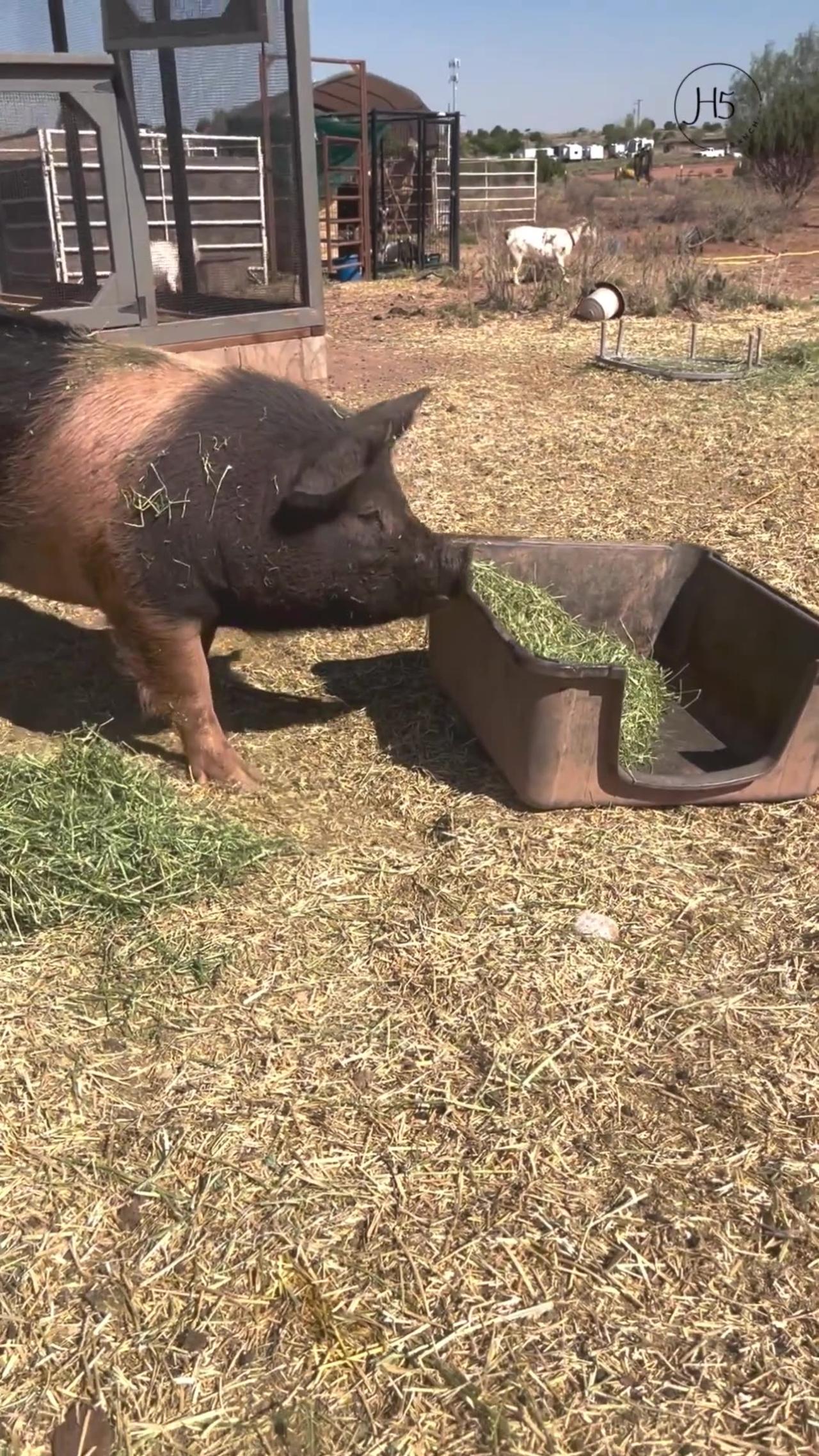 Hay Play: Petunia the Pig's Rolling Fun! 🐷🌿