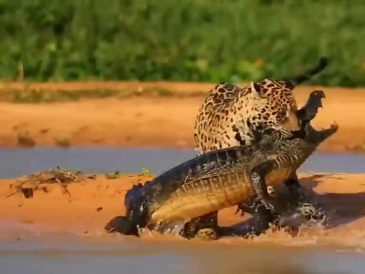Lions attack crocodile 🐊🐊🐊,