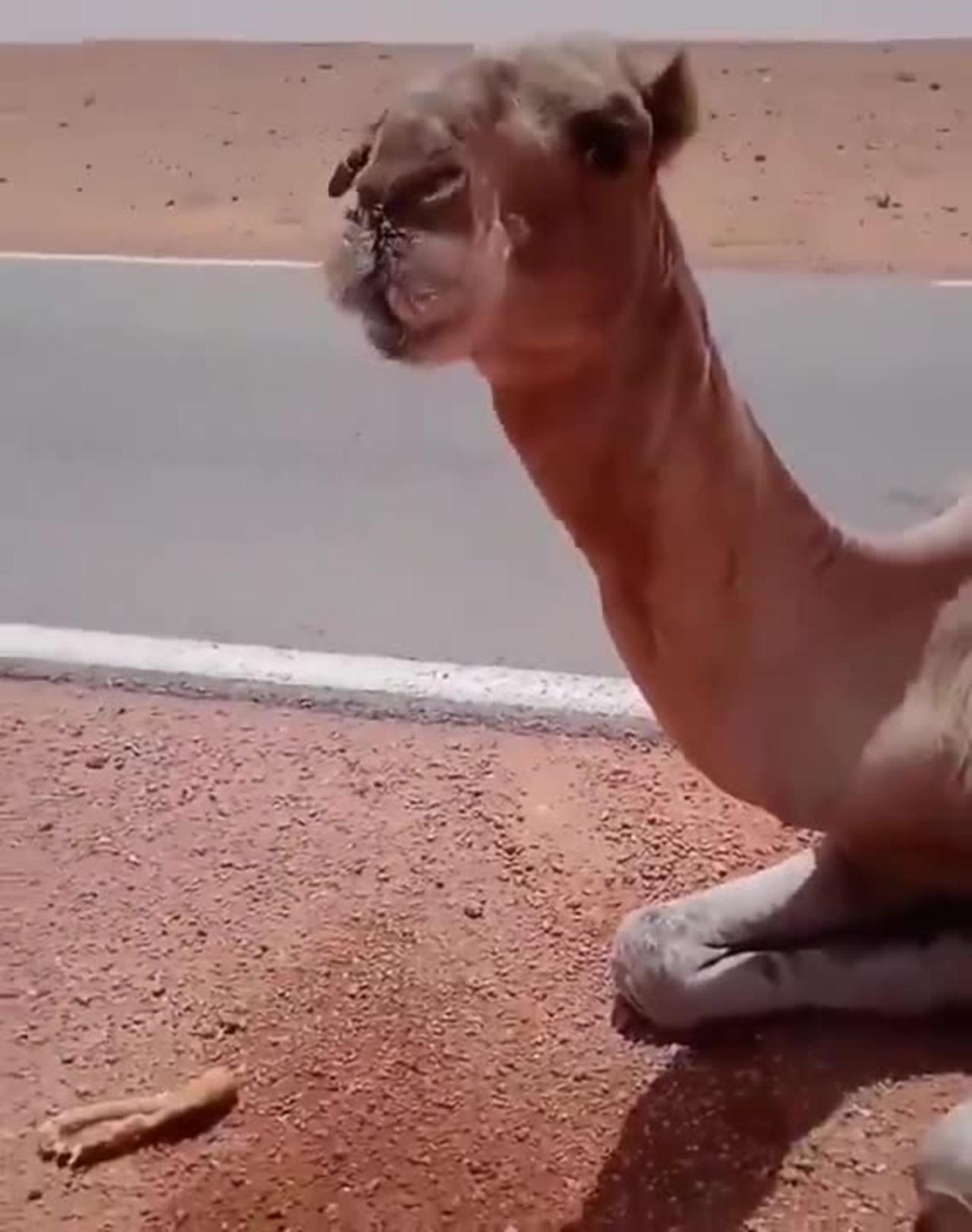Truck driver provides water to thirsty camel in the middle of desert