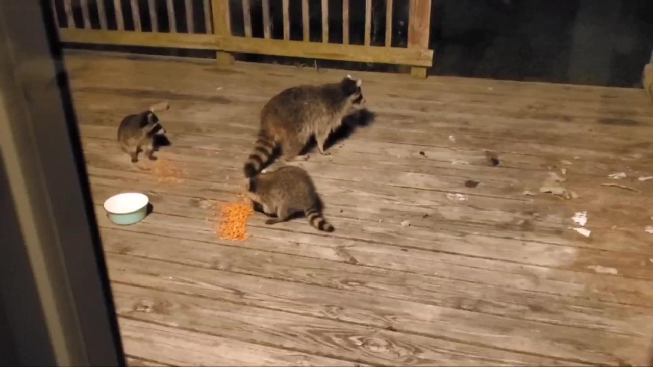 raccoons and guinea pigs take over peaceful homestead