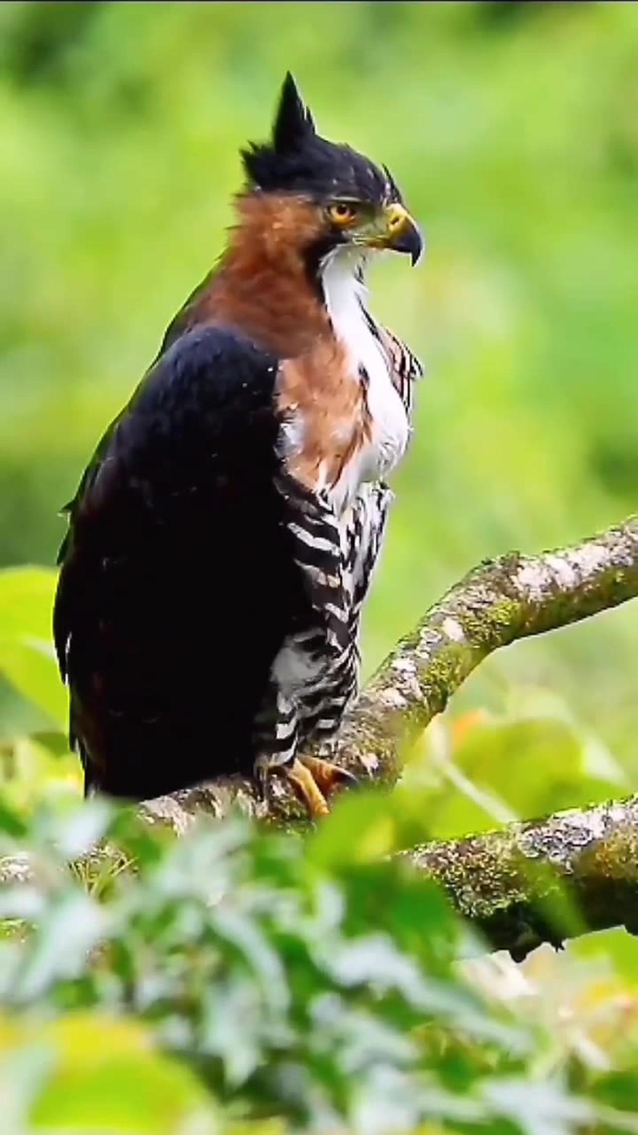 Ornate-Hawk Eagle in Monteverde Costa Rica  Spizaetus ornatus  Join our birding