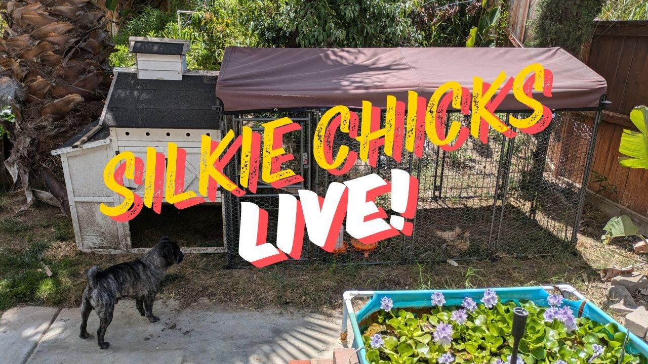 Copy of Live! Week 8 - Baby 🐥 Silkie 🐣 Chickens 🐤