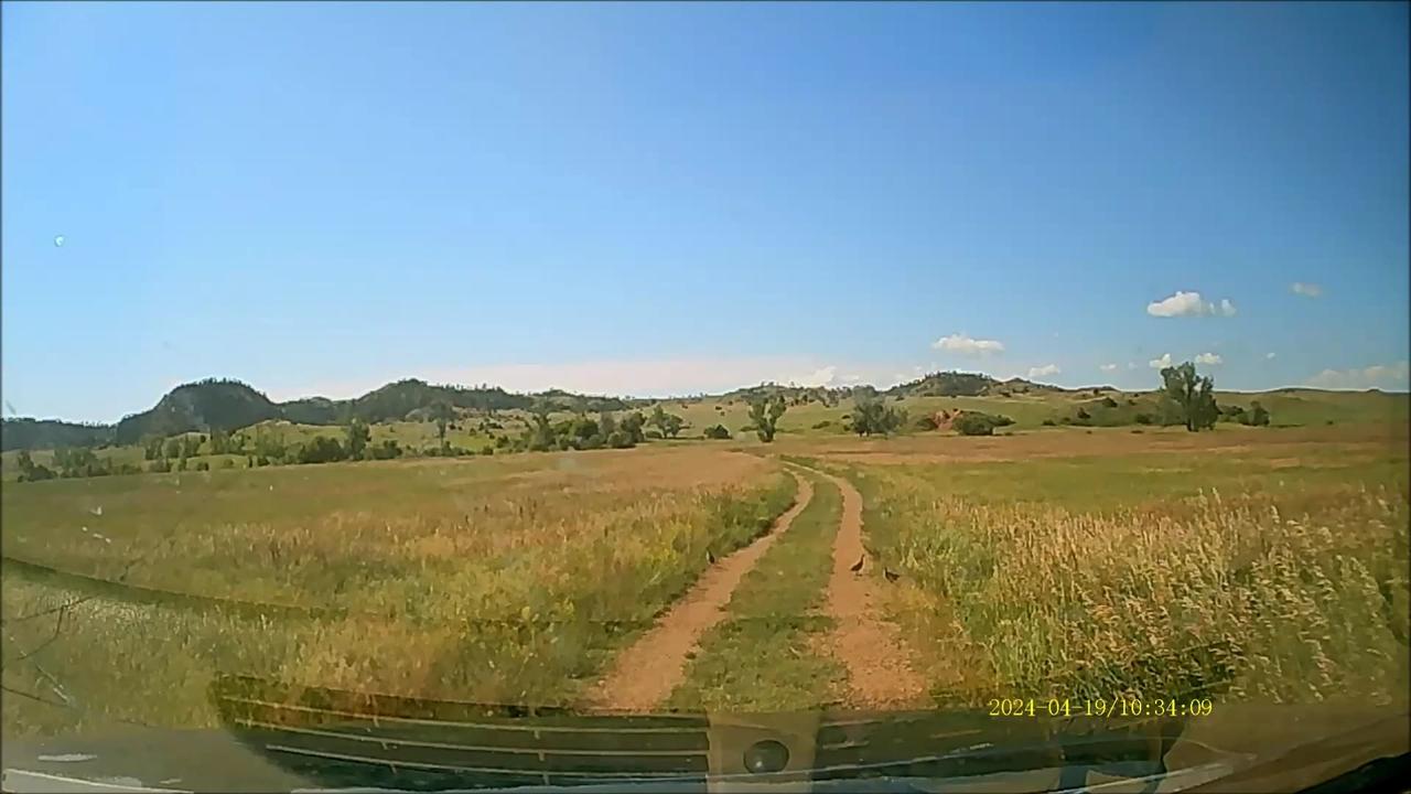 Dash Cam: Pheasant Chicks Getting Bigger! ... if not especially smarter.