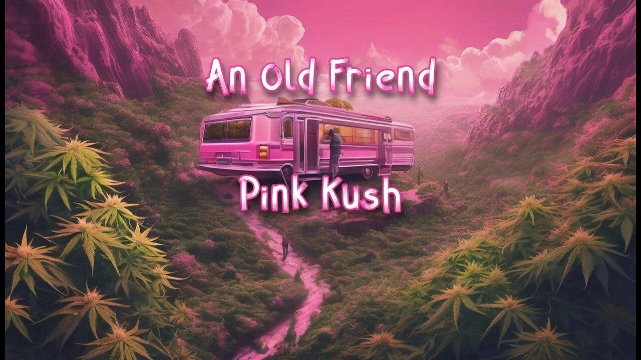 Pink Kush - Revisiting an old friend - From Pure Sunfarms