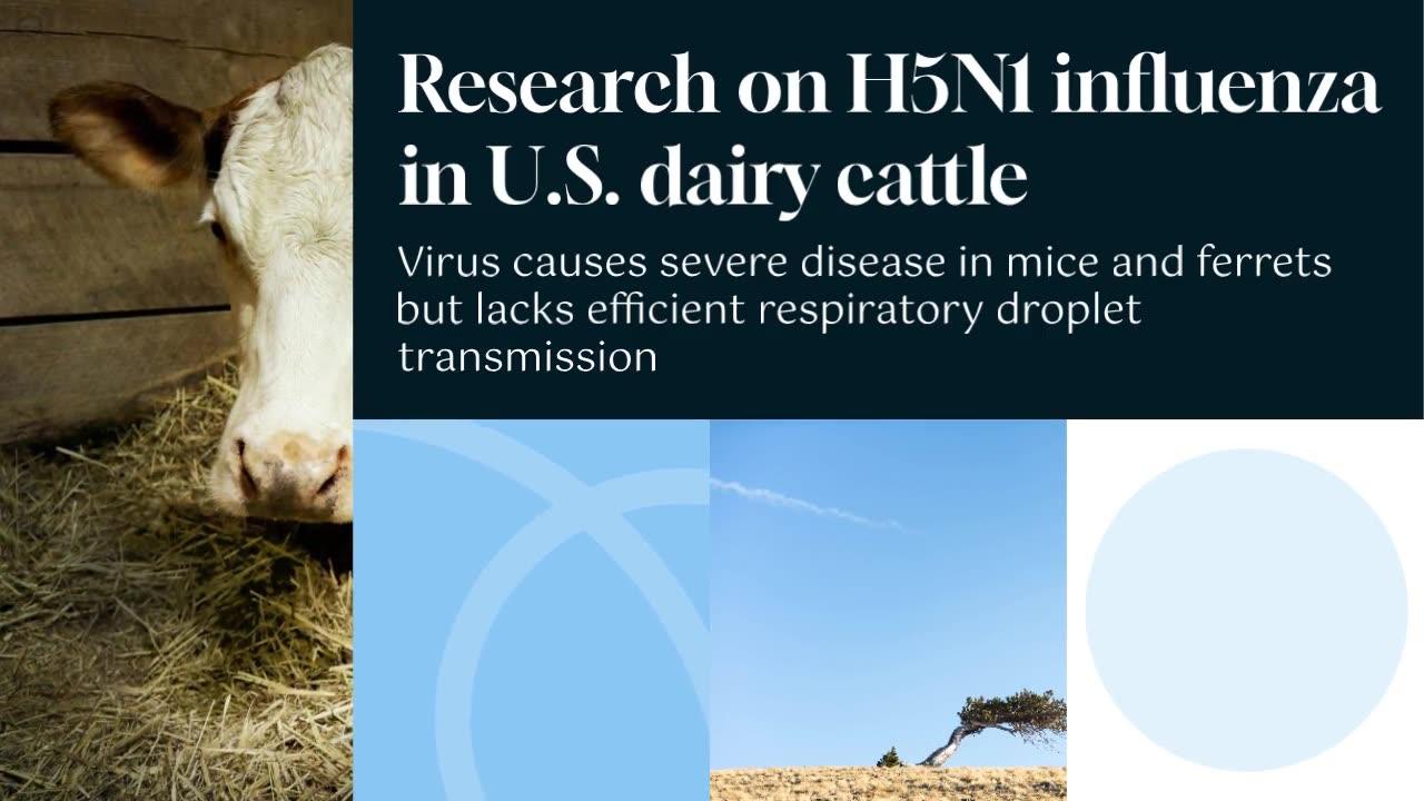 Cow Flu Crisis? Decoding the Dangerous Jump of H5N1 to Humans