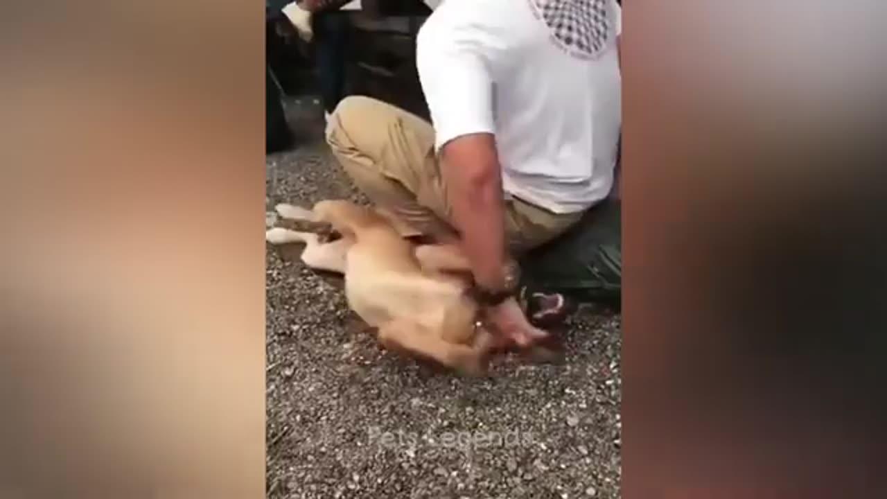 "Hilarious Animal Antics: Pets Gone - One News Page VIDEO