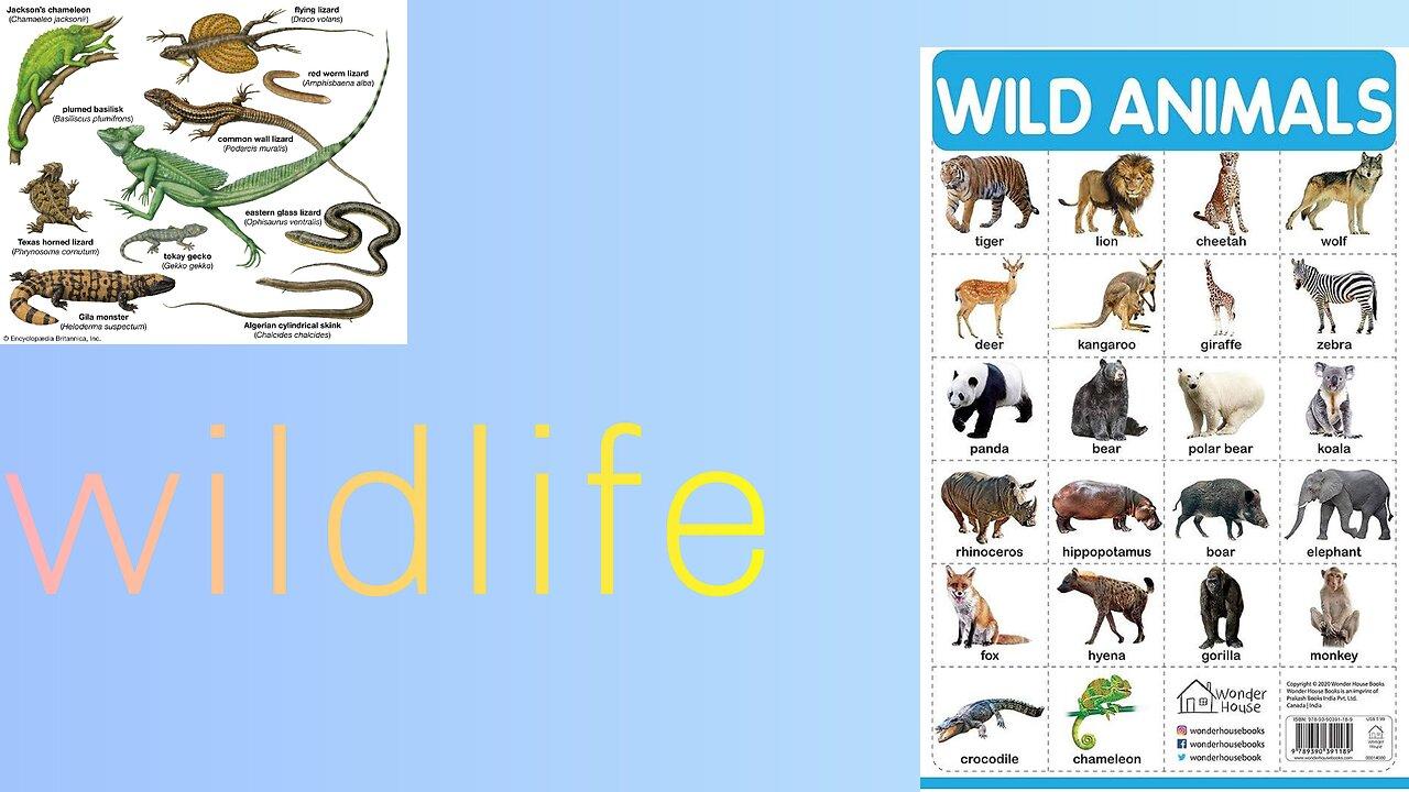 Wildlife wild animals in National Geographic