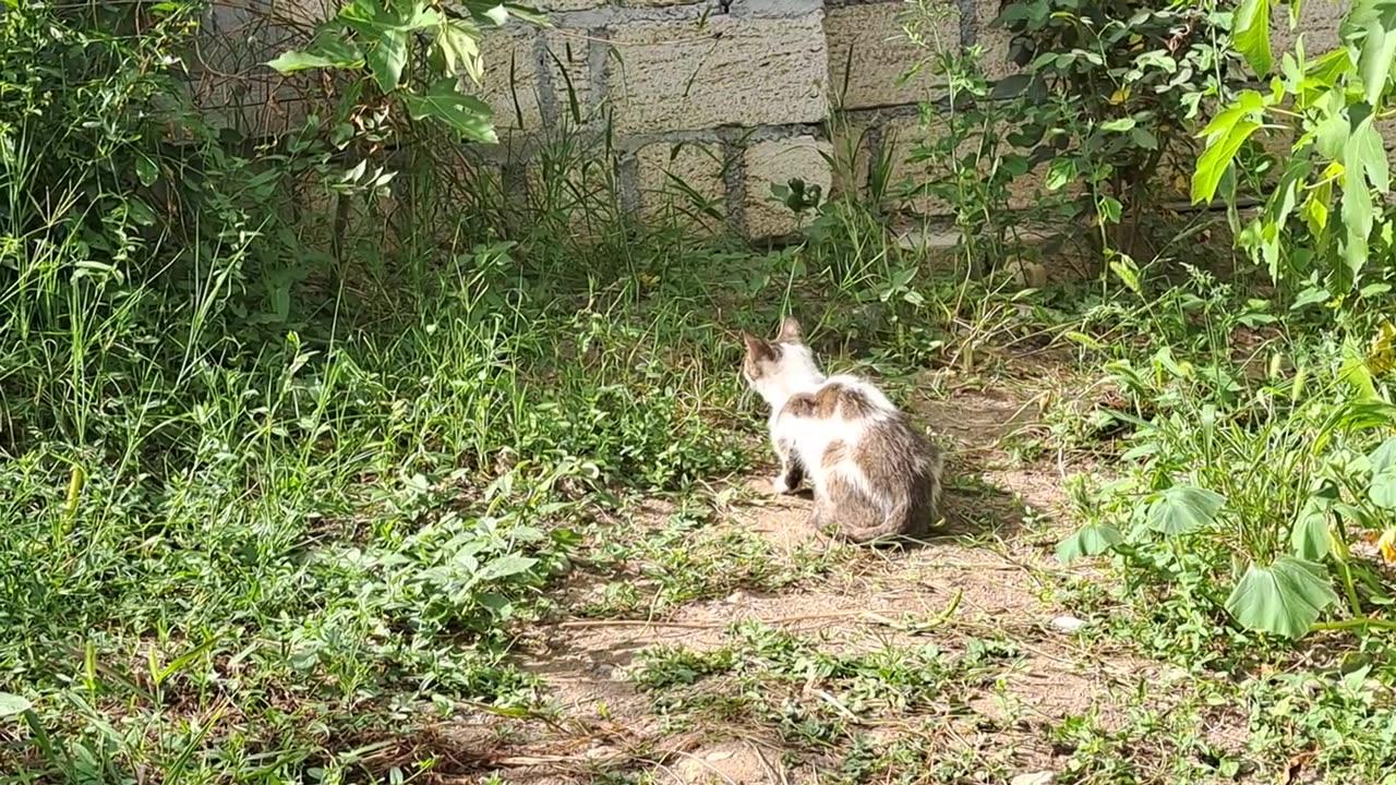 This cat wants to hunt a lizard. But he couldn't catch it.
